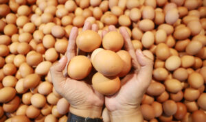 Telur-Ayam-Naik-Dery-Ridwansah-5JPG-3725287966